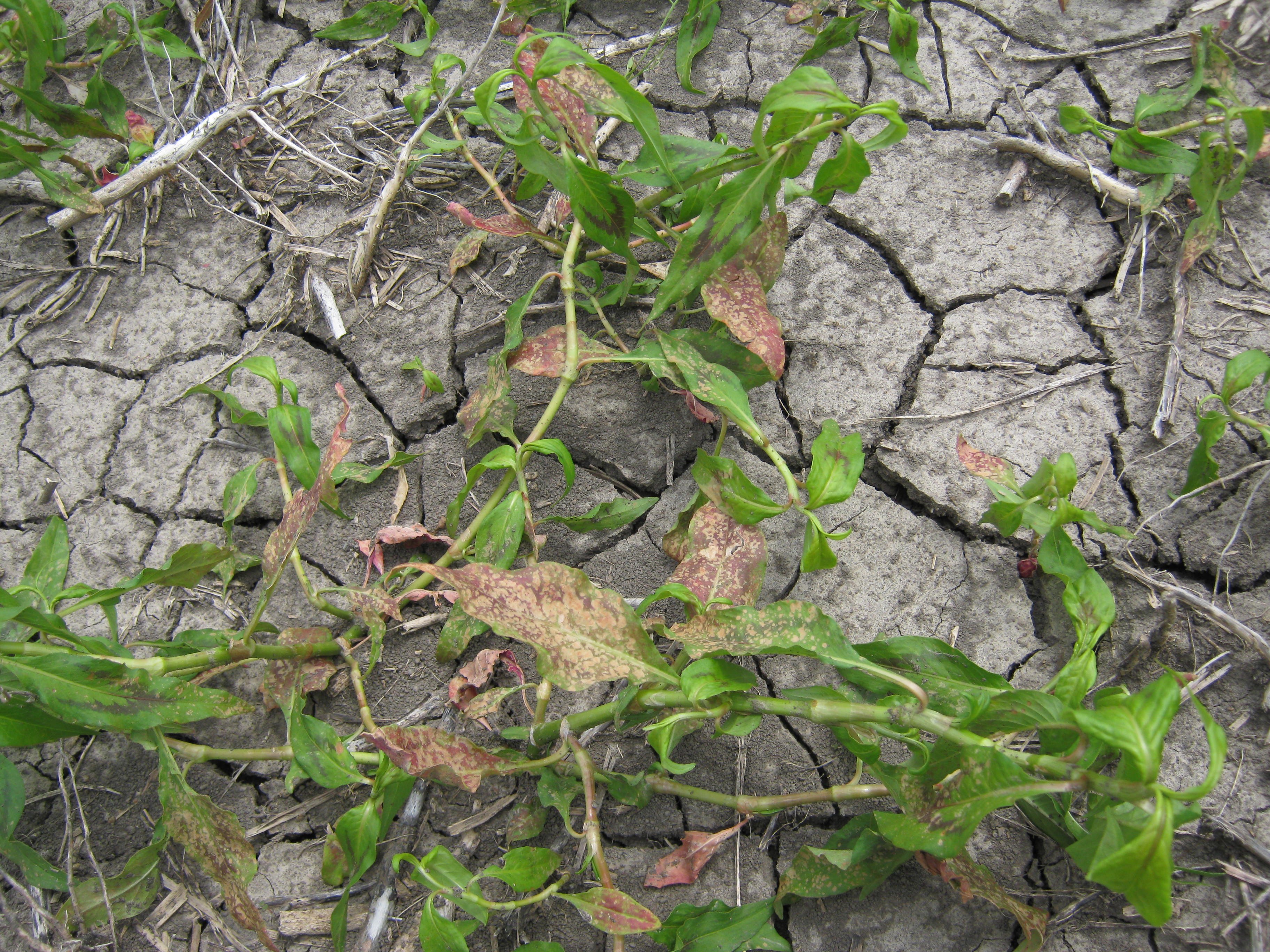 how-to-prevent-caked-soil