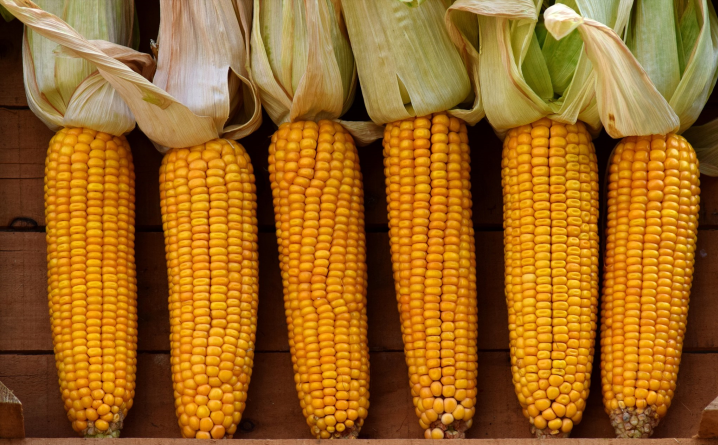 dent corn row.png